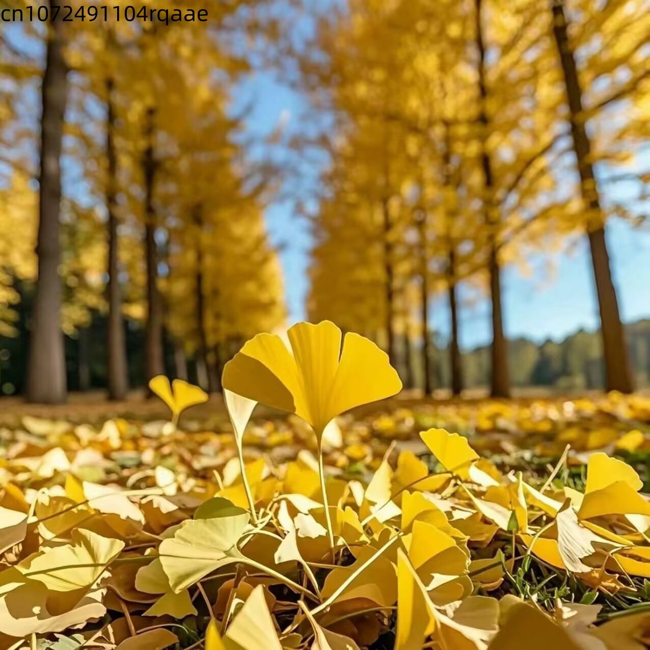 Natural Making Soap - Natural Ginkgo Biloba Dried Leaves Natural