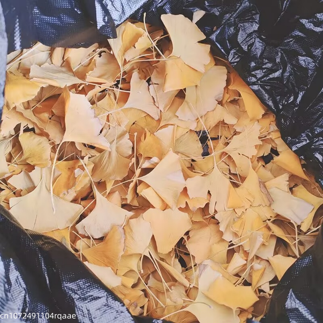 Natural Ginkgo Biloba Dried Le - Natural Making Soap ulasan dan harga