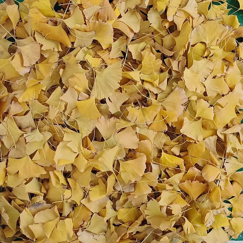 Natural Ginkgo Biloba Dried Le - Natural Making Soap ulasan dan harga