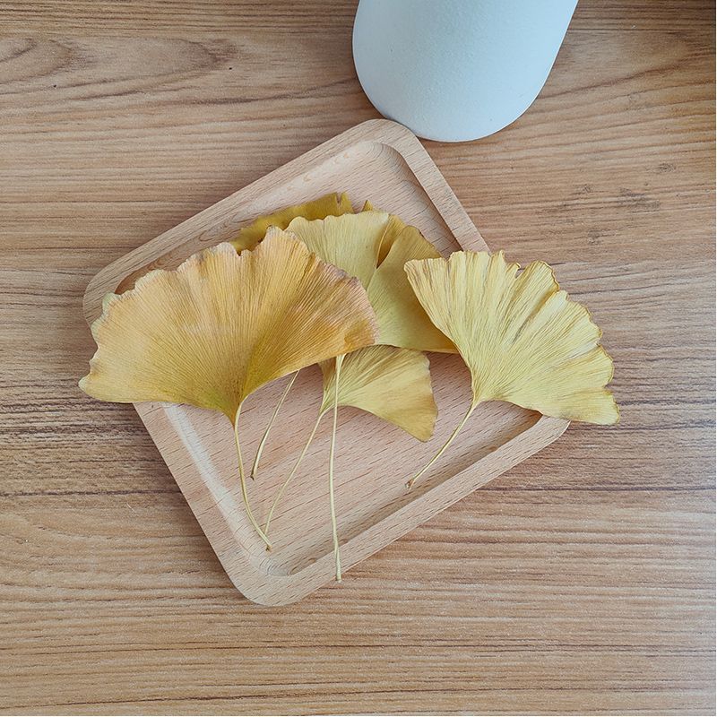Natural Ginkgo Biloba Dried Le - Natural Making Soap ulasan dan harga